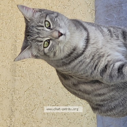 Photo de chat perdu à Mouguerre
