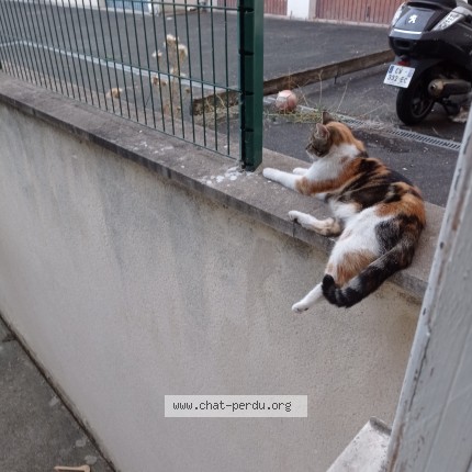 Photo de chat trouvé à Limeil Brevannes