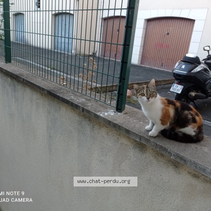 Photo 2/2 Chat trouvé Trouvé à Limeil Brevannes