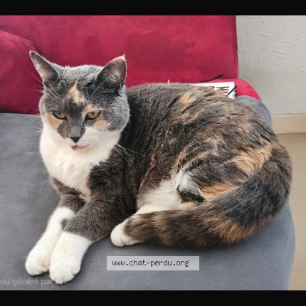 Photo de chat perdu à Touquin