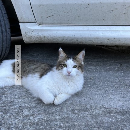 Photo de chat perdu à Eyragues