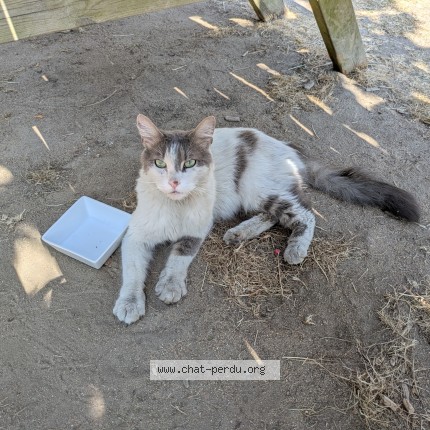 Photo 1/1 Chat trouvé Trouvé à Nantes