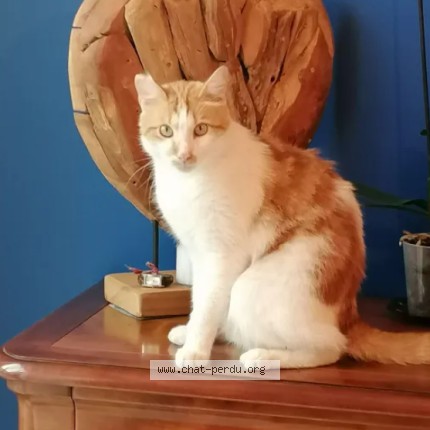 Photo de chat perdu à Houilles