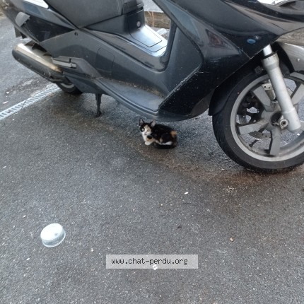 Photo 1/1 chat errant que j'ai nourri Chat perdu à Limeil Brevannes