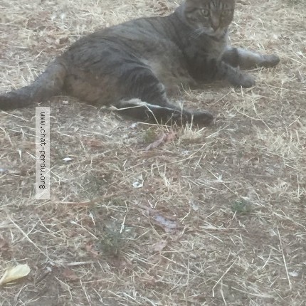 Photo de chat perdu à Caluire Et Cuire