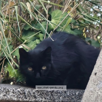 Photo de chat trouvé à Ermont