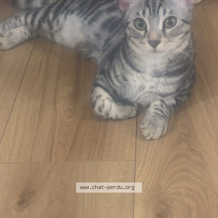 Photo de chat perdu à Le Raincy