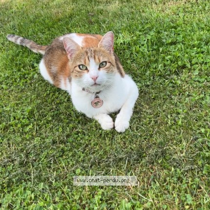 Photo de chat perdu à Les Deux Villes