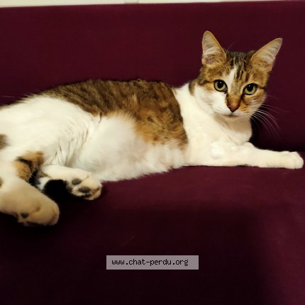 Photo 1/1 Tikanouche Chat perdu à Lehon