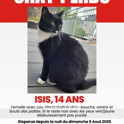 Photo 1/1 isis Chat perdu à Wavre