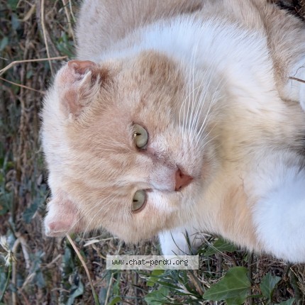 Photo de chat trouvé à Lys Lez Lannoy