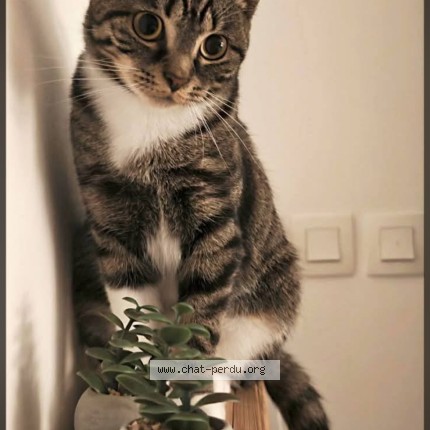 Photo de chat perdu à Vieux Conde