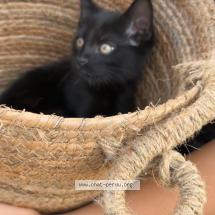 Photo de chat perdu à Sevran