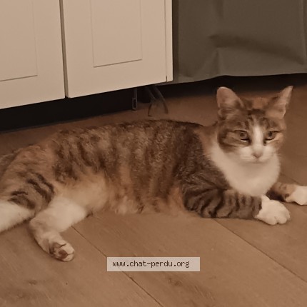 Photo de chat trouvé à Mouzillon