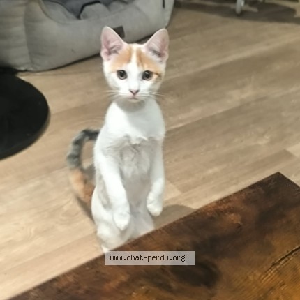 Photo de chat perdu à Auch