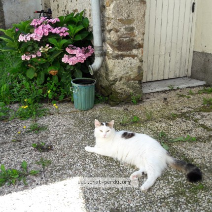 Photo de chat perdu à Versailles