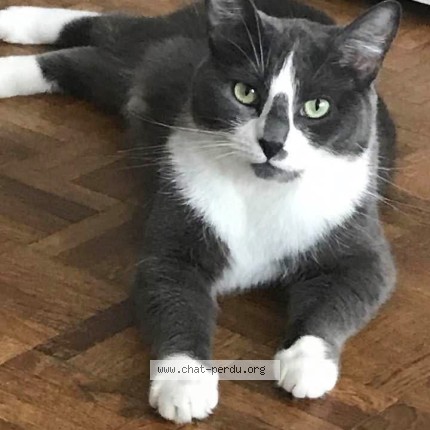 Photo de chat perdu à Ormesson Sur Marne