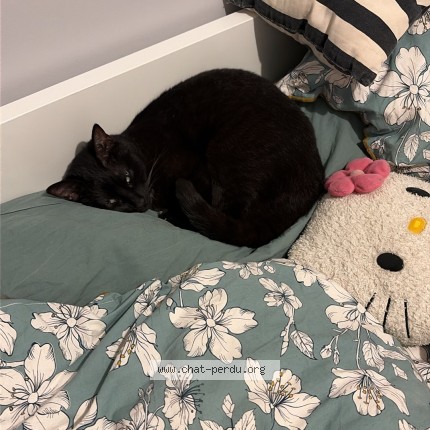 Photo de chat perdu à Urost