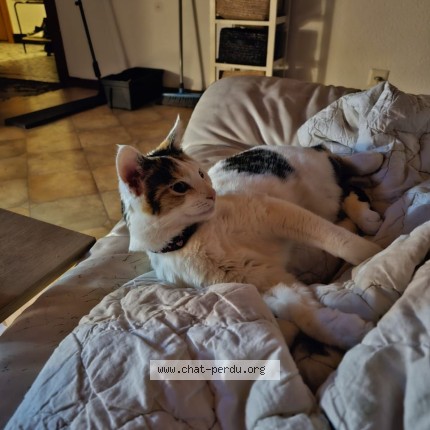 Photo de chat perdu à Flers
