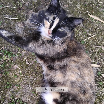 Photo de chat perdu à Pau