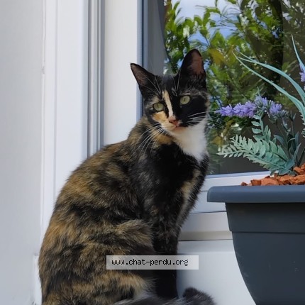 Photo 1/2 Nora Chat perdu à Pau