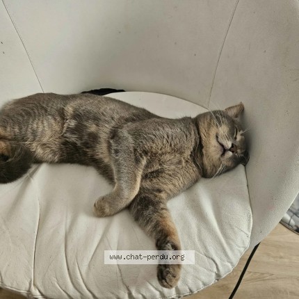 Photo de chat perdu à Caude Bec Les Elbeuf