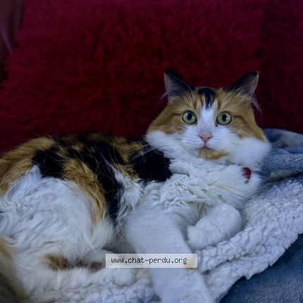 Photo 1/1 Mila Chat perdu à Beauharnois