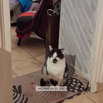 Photo de chat perdu à Corbeil Essonnes