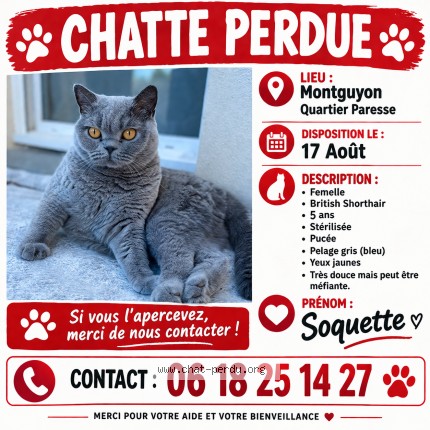 Photo 1/1 soquette Chat perdu à Montguyon