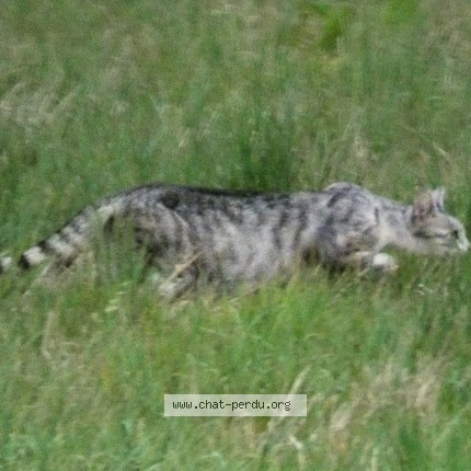 Photo de chat trouvé à Avelin