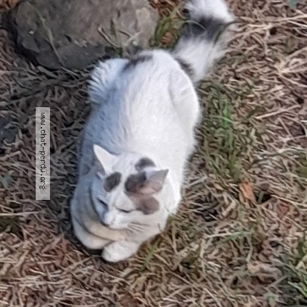 Photo 1/1 Chat retrouvé Trouvé à Ugine