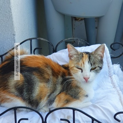 Photo 1/1 Chat retrouvé Perdu à Argentan