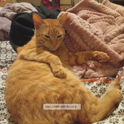 Photo de chat perdu à Fontenay Le Comte