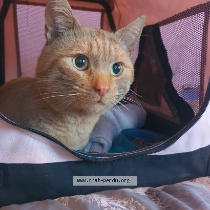 Photo de chat perdu à Castelnaudary