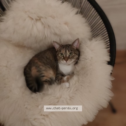 Photo de chat perdu à Tortequesne