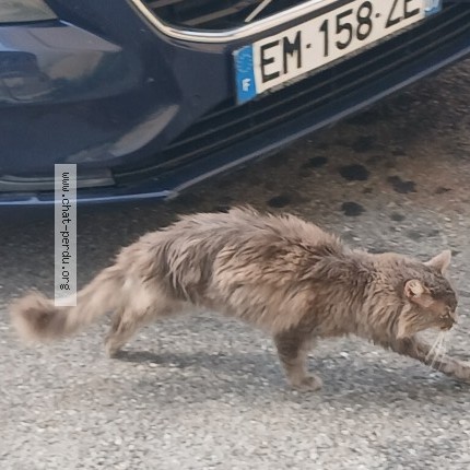 Photo 2/2 Chat trouvé Trouvé à Glieres Val De Borne