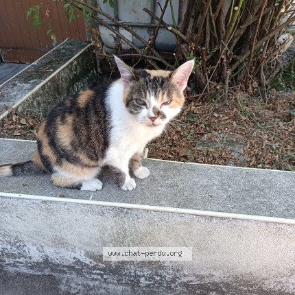 Photo 1/1 Nadja Chat perdu à Saint Brieuc