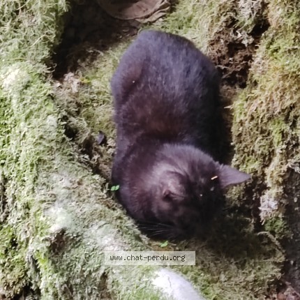 Photo de chat trouvé à Roubaix