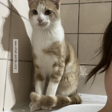 Photo 1/1 Milo Chat perdu à Bordeaux