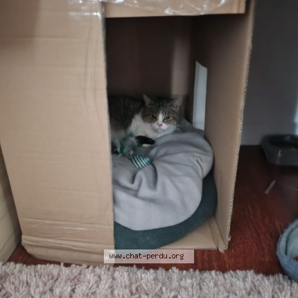 Photo de chat perdu à Poissy