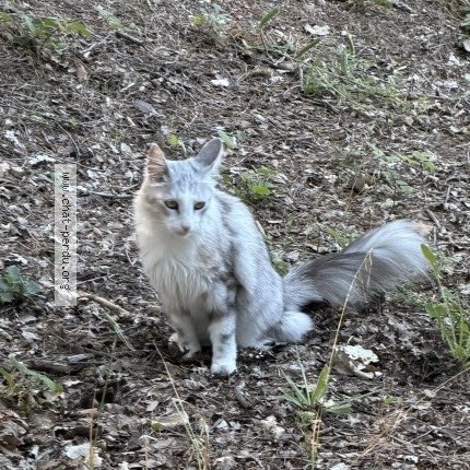 Photo de chat perdu à Aix En Provence