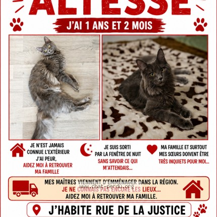 Photo de chat perdu à Les Achards