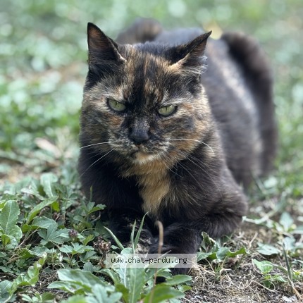 Photo 1/1 Scorbie Chat perdu à Saint Fort Sur Gironde