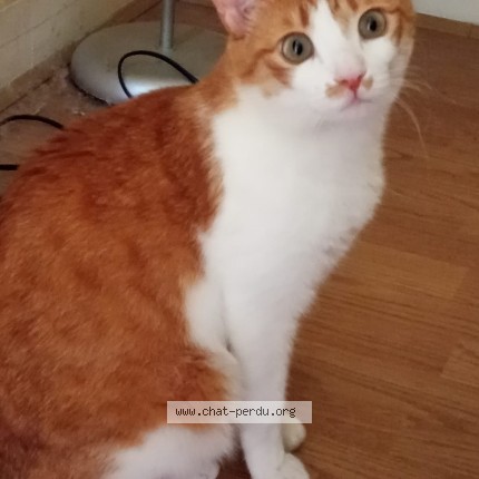 Photo de chat perdu à Paris