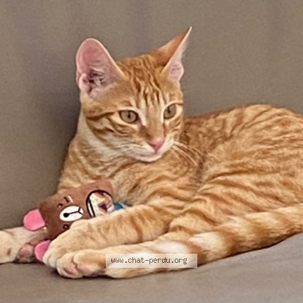 Photo de chat perdu à La Barben