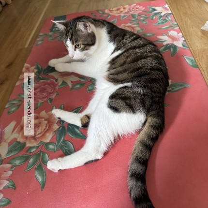 Photo de chat perdu à Marseille