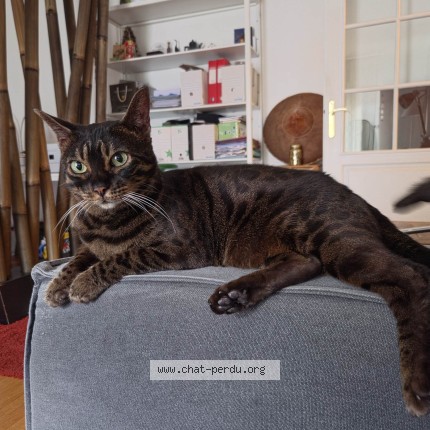 Photo de chat perdu à Poissy