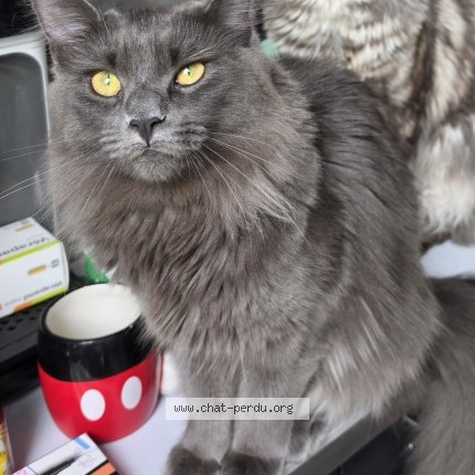 Photo de chat perdu à Les Achards