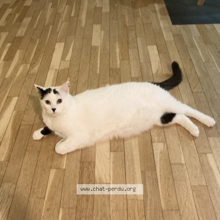 Photo de chat perdu à Sartrouville
