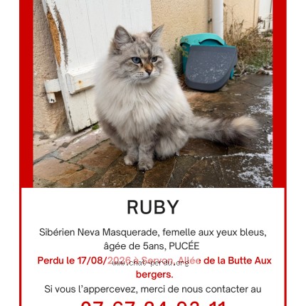 Photo 1/2 Ruby Chat perdu à Servon